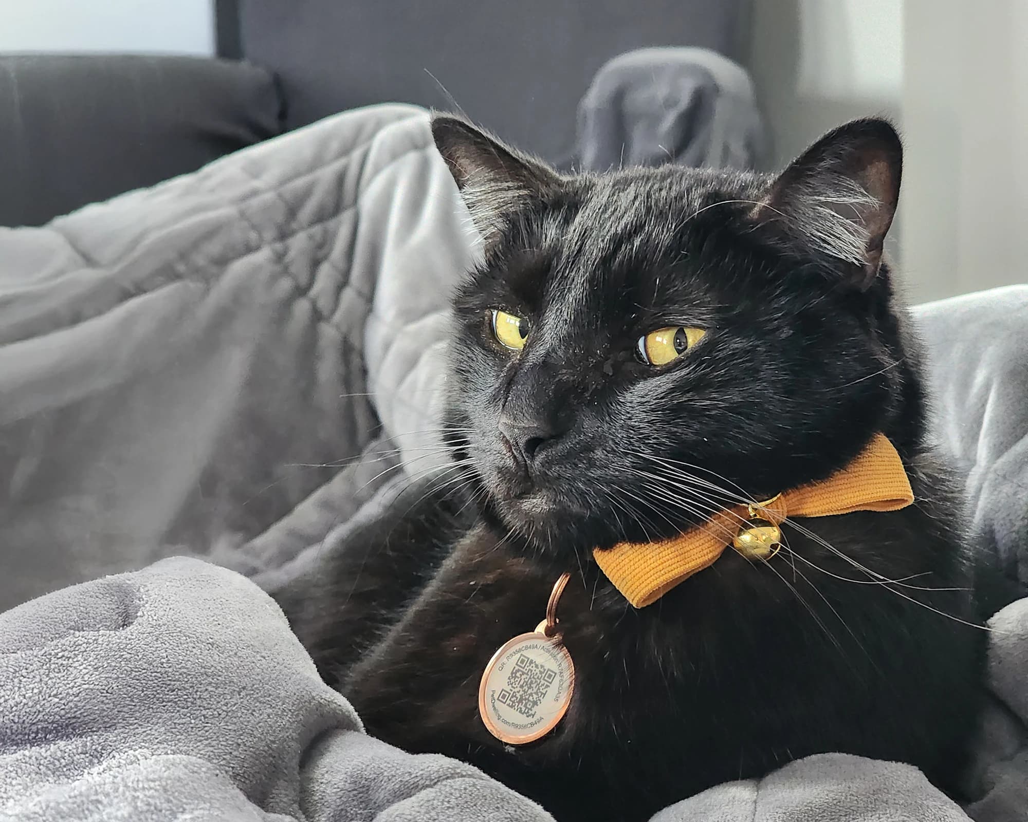 Nero, the studio cat at Chad Isaiah Studios